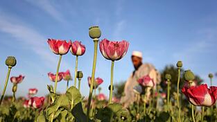 Der Opiumanbau ist in Afghanistan nach UN-Angaben im vergangenen Jahr wieder stark angestiegen. (Archivbild) Der Opiumanbau ist in Afghanistan nach UN-Angaben im vergangenen Jahr wieder stark angestiegen. (Archivbild)