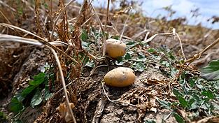 Ernte in Deutschland: Landwirte erwarten dickes Minus wegen extremer Trockenheit. (Archivbild) Ernte in Deutschland: Landwirte erwarten dickes Minus wegen extremer Trockenheit. (Archivbild)