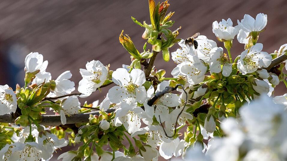 Eine Biene ist zu einer Kirschbl&uuml;te geflogen. (Archivbild)