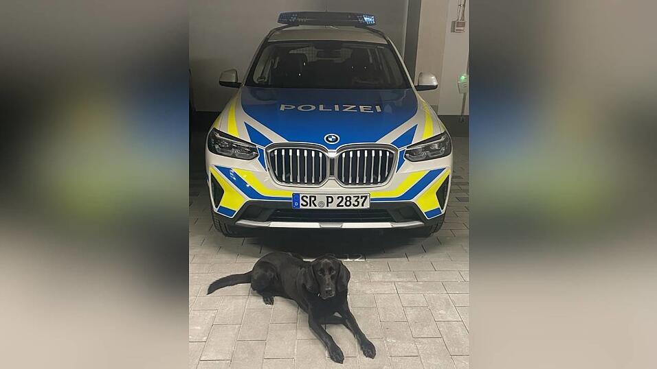 Held auf vier Pfoten: Suchhund 'Jimmy' hat einen Vermissten bei Wurmsham gefunden. Held auf vier Pfoten: Suchhund 'Jimmy' hat einen Vermissten bei Wurmsham gefunden.
