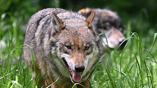 Am Wochenende war bei Aham ein Wolf gesichtet worden. (Symbolfoto)