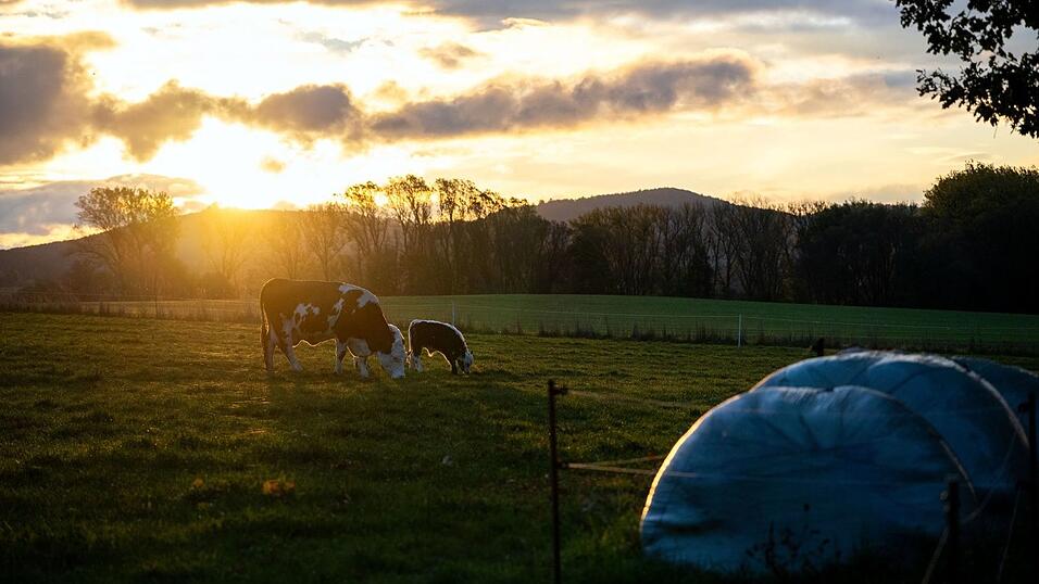 Wegen der Kuh auf der falschen Weide gerieten zwei Landwirte in der Oberpfalz in Streit. (Symbolbild)