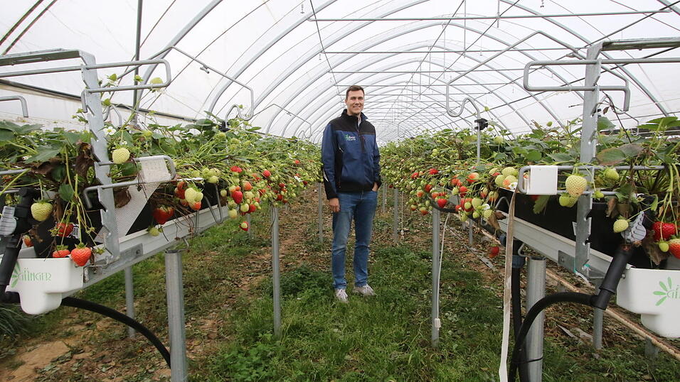 Benedikt Gänger in einem der Folientunnel. Der junge Mann studierte Gartenbau und schrieb seine Bachelorarbeit über Erdbeeranbau im Gewächshaus. Benedikt Gänger in einem der Folientunnel. Der junge Mann studierte Gartenbau und schrieb seine Bachelorarbeit über Erdbeeranbau im Gewächshaus.
