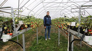 Benedikt Gänger in einem der Folientunnel. Der junge Mann studierte Gartenbau und schrieb seine Bachelorarbeit über Erdbeeranbau im Gewächshaus.