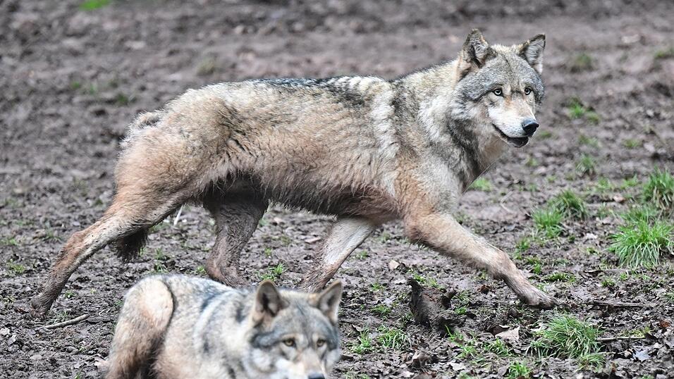 Vertreter der EU-Staaten haben eine Abschwächung des Schutzes von Wölfen auf den Weg gebracht. Vertreter der EU-Staaten haben eine Abschwächung des Schutzes von Wölfen auf den Weg gebracht.