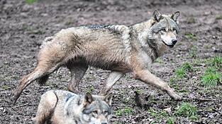 Vertreter der EU-Staaten haben eine Abschwächung des Schutzes von Wölfen auf den Weg gebracht. Vertreter der EU-Staaten haben eine Abschwächung des Schutzes von Wölfen auf den Weg gebracht.