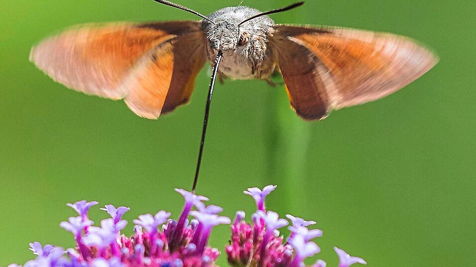 Ein Taubenschw&auml;nzchen beim Trinken w&auml;hrend des Schwirrfluges