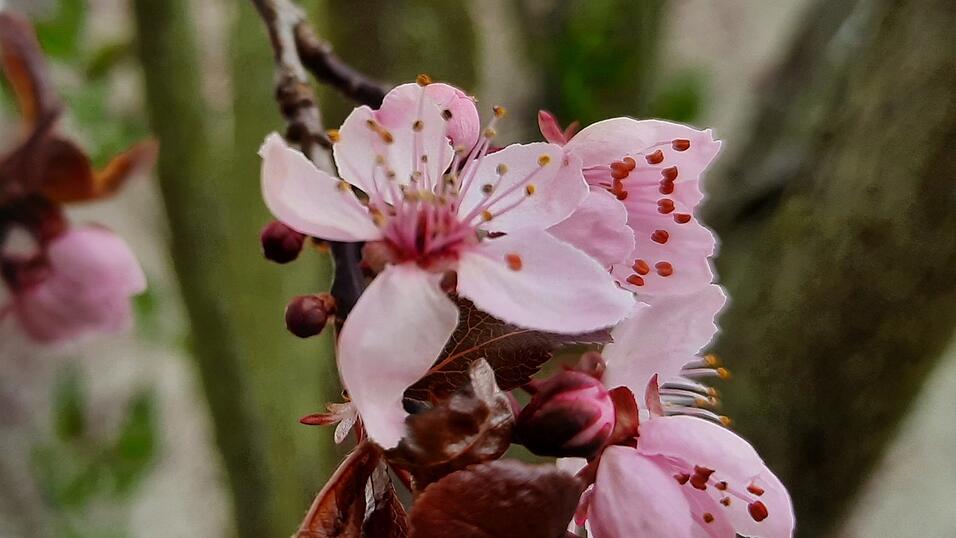 So schön ist die Kirschblüte. So schön ist die Kirschblüte.