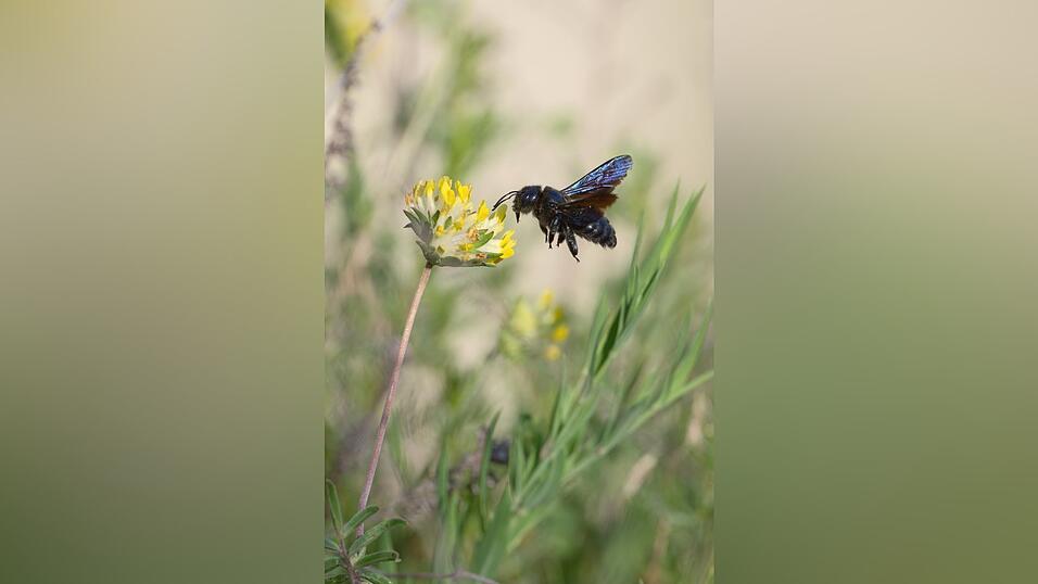 Wildbienen sind wichtige Best&auml;uber. Alleine in Bayern gibt es rund 500 Arten.