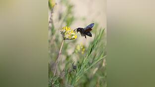 Wildbienen sind wichtige Best&auml;uber. Alleine in Bayern gibt es rund 500 Arten.