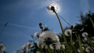 Es wird sommerlich in Bayern. (Archivbild)